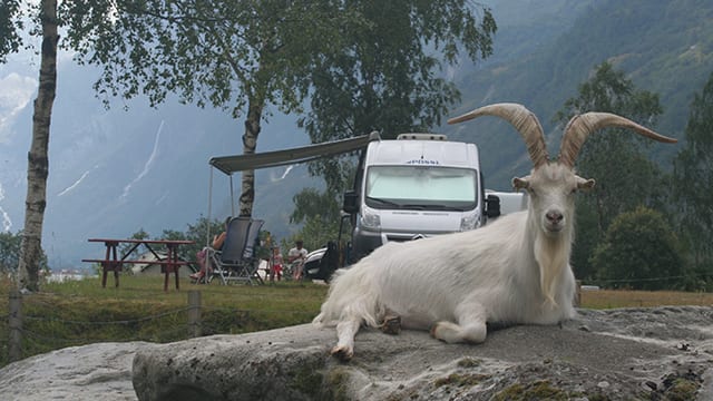 Camper(verhuur) nieuws
